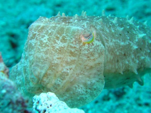 P9030072cuttlefish