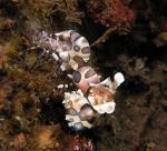 Harlequin Shrimp