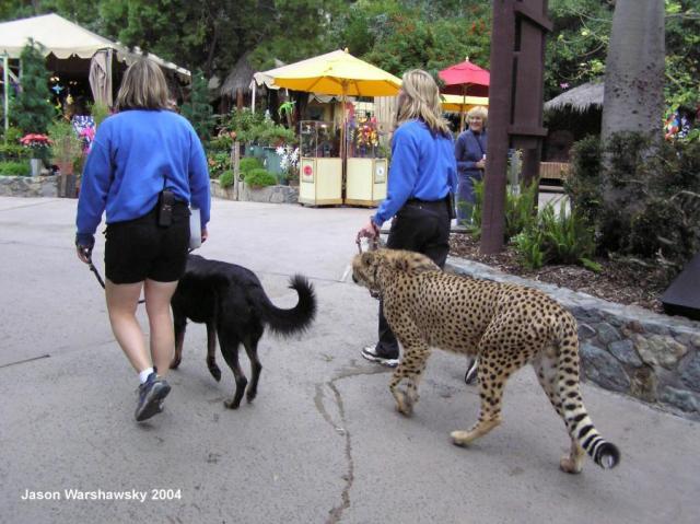 cheetahAndDogWalking