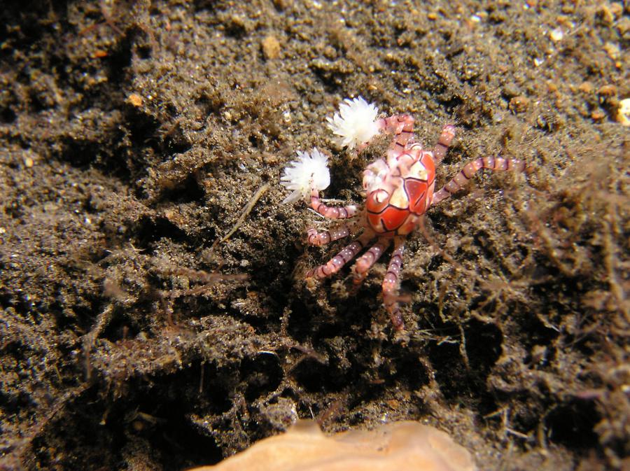 P9020124pomPomCrab