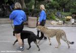 cheetahAndDogWalking2