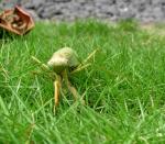 P8270002mantis