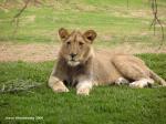 lioness