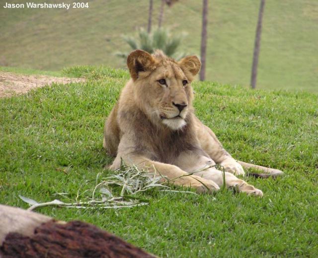 lioness2