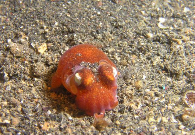 P8280068bobtailCuttlefish