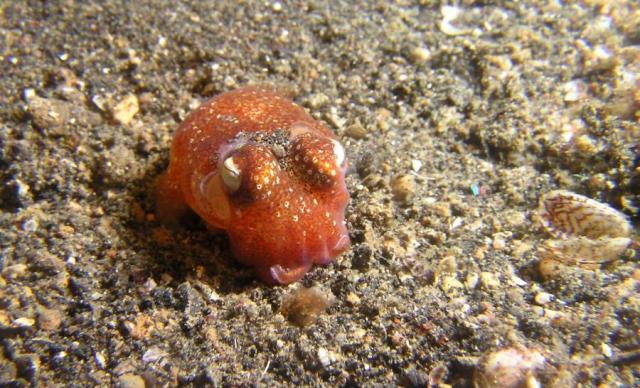 P8280069bobtailCuttlefish