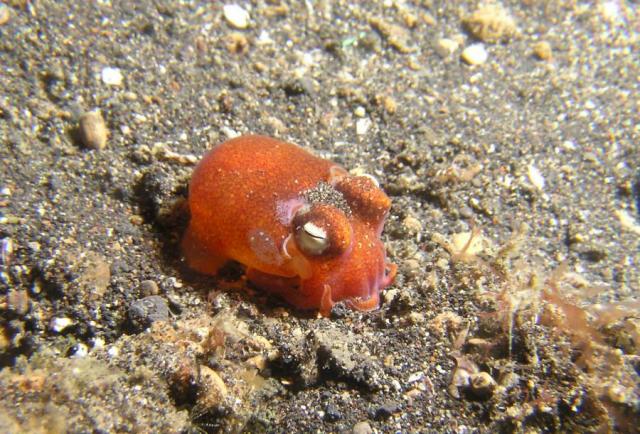 P8280074bobtailCuttlefish