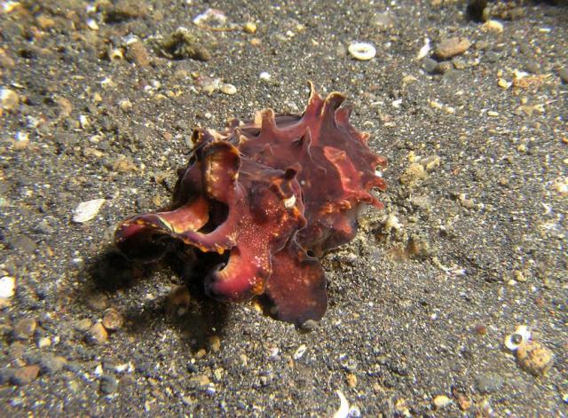 P8280080flamboyantCuttlefish