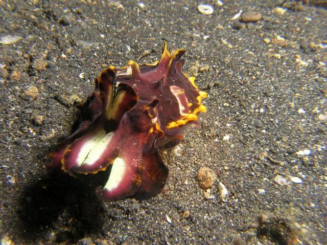 P8280082flamboyantCuttlefish