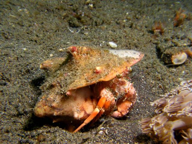 P8270056hermitCrab