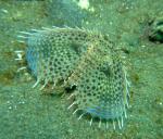 P8260061flyingGurnard