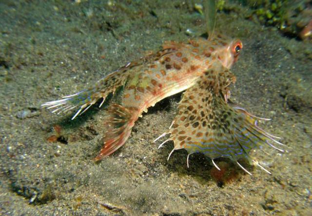 P8270038-1flyingGurnard