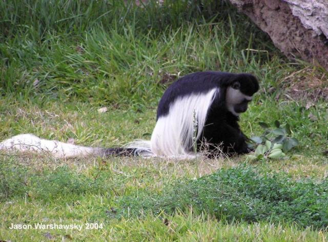 kikuyuColobus