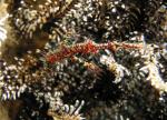 P8280010ornateGhostPipefish