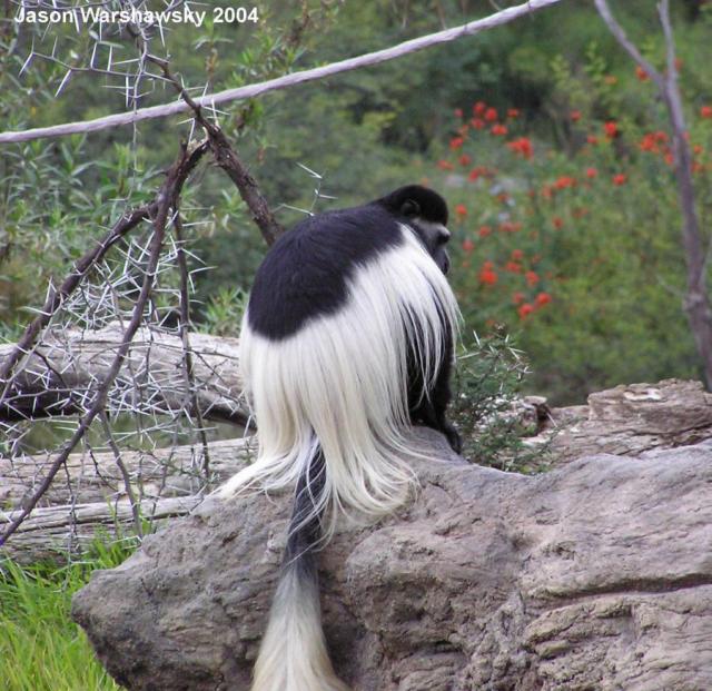 kikuyuColobus2