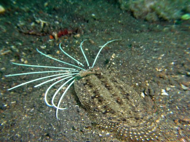 P8280077peacockFlounder