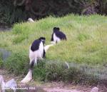 kikuyuColobus3