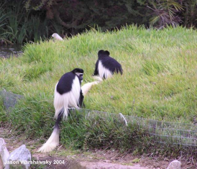 kikuyuColobus3