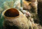 P8260080frogFish_wht