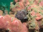 P8260104frogfish_purple