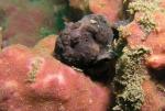 P8260107frogFish_purple