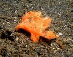 P8270041frogfish_orange