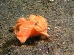 P8270044frogfish_orange