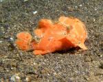 P8270048frogfish_orange