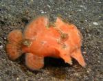 P8270049frogfish_orange