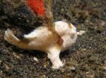 P8270050-1frogfish_wht