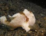 P8270052-1frogfish_wht