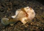 P8270054-1frogfish_white