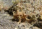 P8280016frogfish_frilly