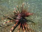 P8260008lionFish_blur