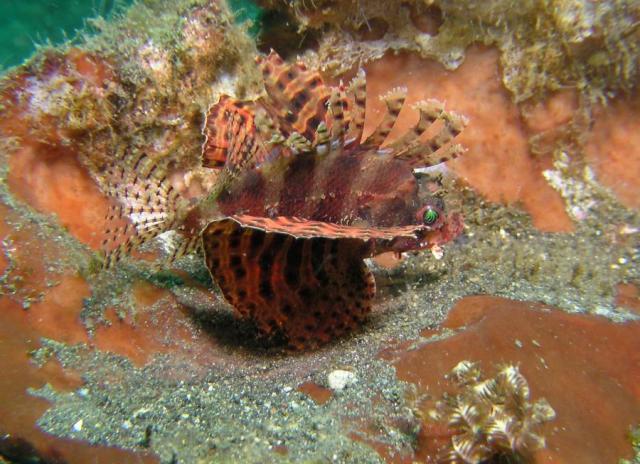 P8260109lionfish