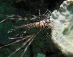 P8270038lionfish_badEye