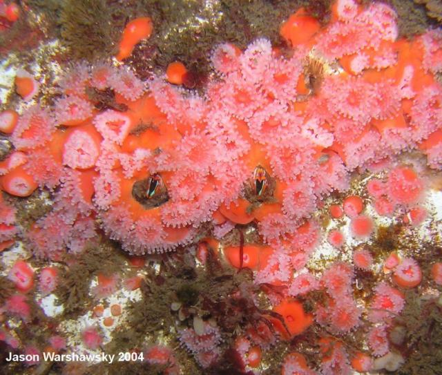 club tipped anemones and barnacles