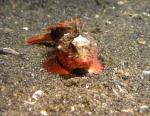 Scorpion Fish