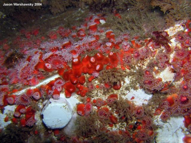 club tipped anemones and bolt