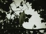 Egret flock - 6/29/05