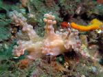 Nudibranchs