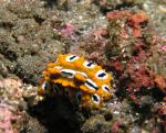 P8260016nudi