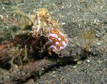 P8260075nudi