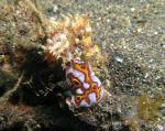 P8260076nudi