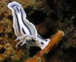 P8270036nudi_branch