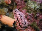 P8270044nudi