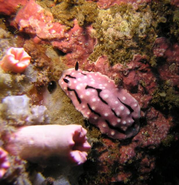 P8270045nudi