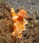 P8280014brightNudi