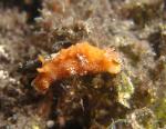 P8280022nudi_orange