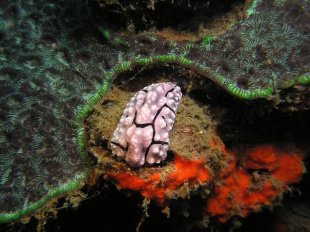 P8280034nudi_surroundedScene